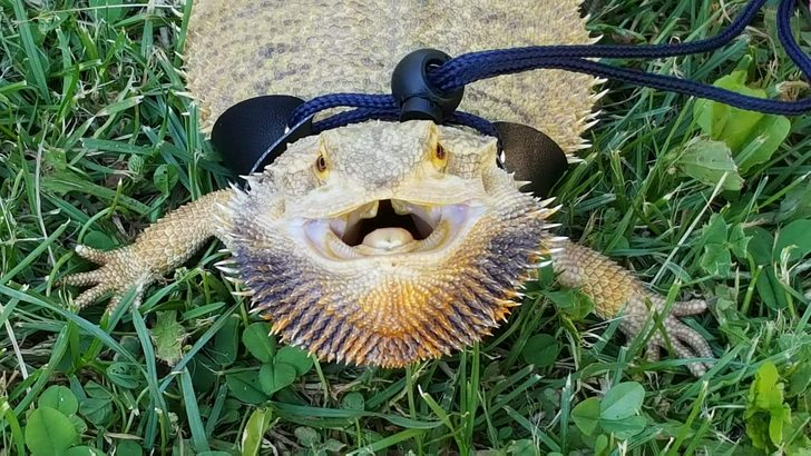 Bearded Dragon Memes – The Perfect Meme Animals