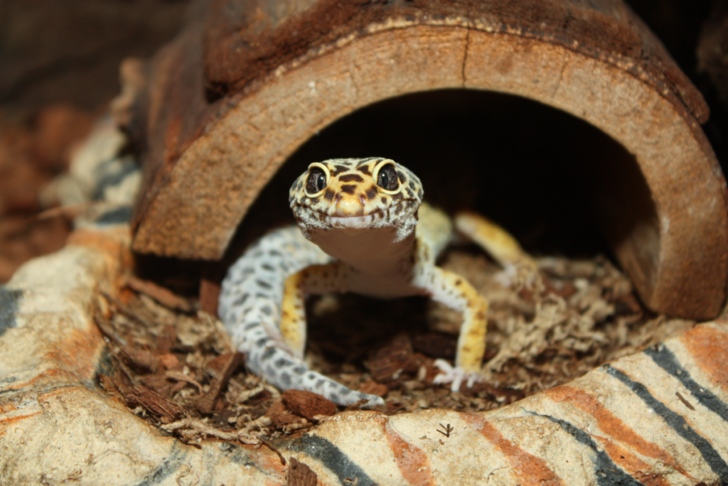 Leopard Gecko Care Guide