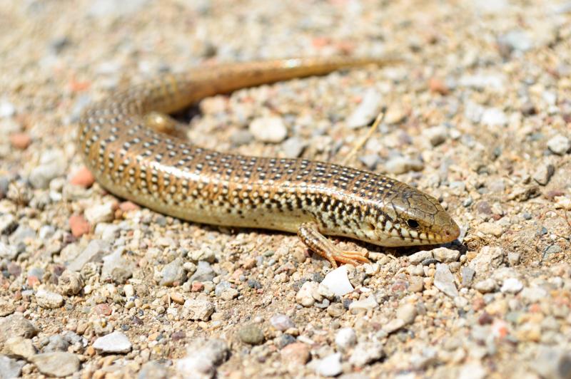 Ocellated Skink Care Guide: Expert Tips for Reptile Enthusiasts