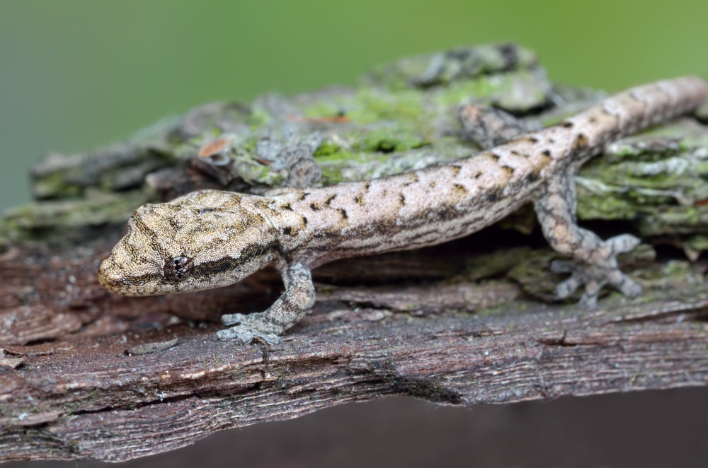 Mourning Gecko Care Guide