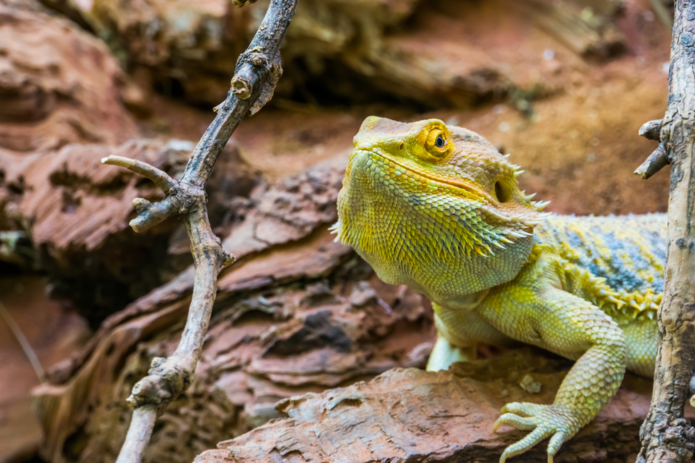 Bearded Dragon Price Guide: Costs and Factors to Consider